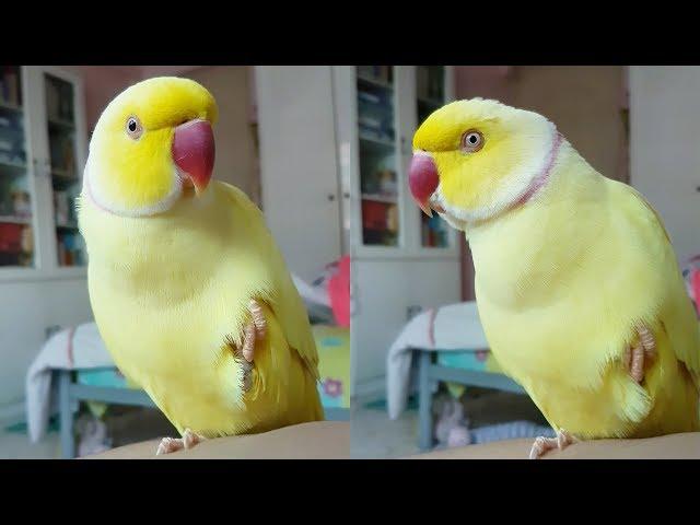 Talking Parrot Thinks He's a Banana | Funny Parrot Video