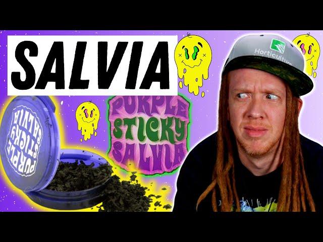 The Craziest Drug I've Ever Tried: Salvia