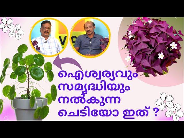 ഈ രണ്ടു ചെടികളും വീട്ടിൽ ഇല്ലെങ്കിൽ വളരെ മോശം | Butterfly and Chinese money Plant |