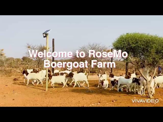#Kidding season at RoseMo #boergoat farm