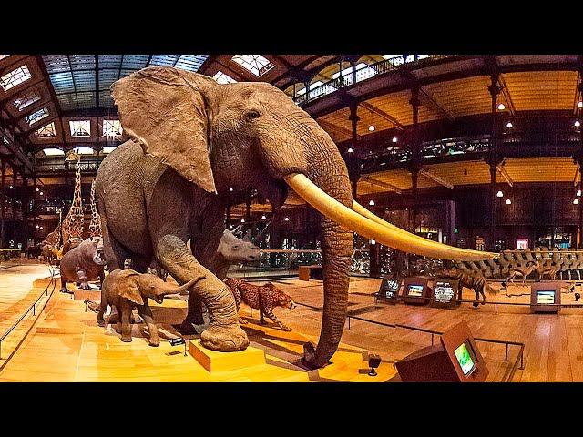 Dans les coulisses du Museum d'Histoire naturelle à Paris - Documentaire science - MG