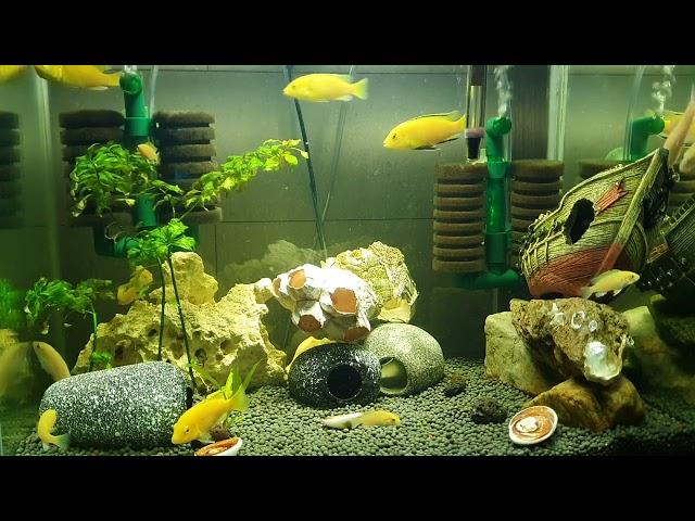 바나나씨클리드 어항 1시간 물멍영상 백색소음 #acuascaping #fishtank #bananacichlid