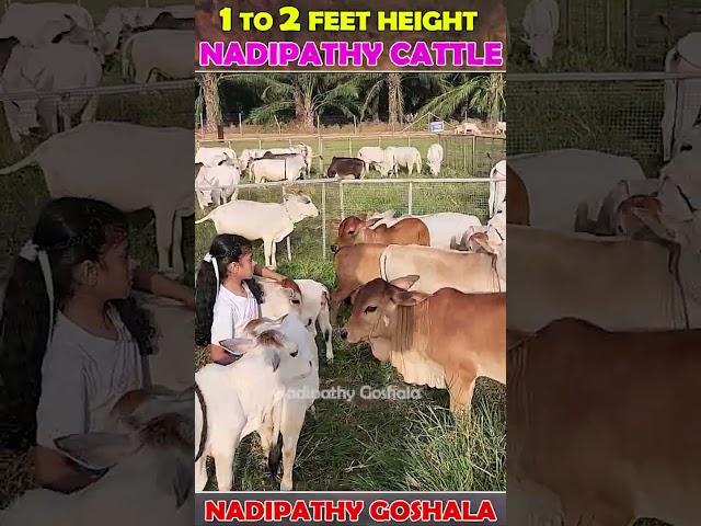 Nadipathy Cows Below 02 Feet Only  #cow #indiancattle #abudhabi #farming #yt #insta #farm