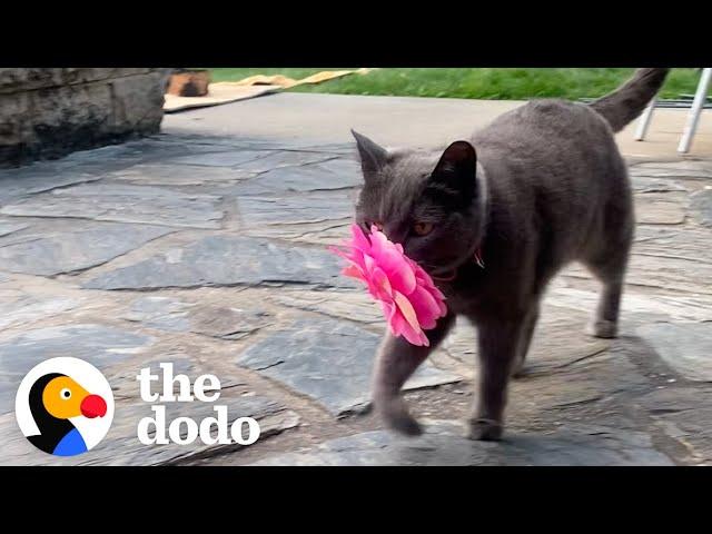 Cat Brings Her New Mom Flowers Every Single Day | The Dodo