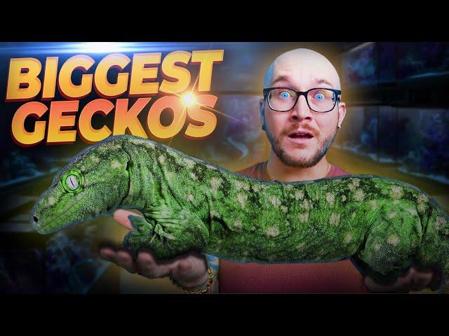 The BIGGEST Pet Geckos YOU Never Knew Made GREAT Pets!