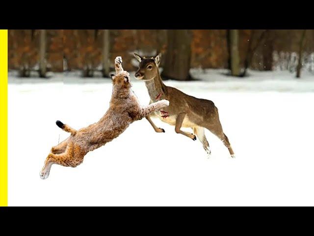 Lynx Facts: The Biggest Wild Cats of the Forests | Lynx Documentary