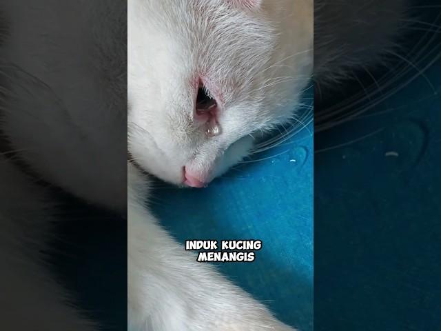 Induk kucing menangis saat kehilangan anak-anaknya, tapi akhirnya..️