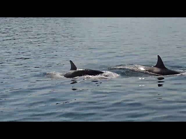 Orca at Dodd Narrows BC.