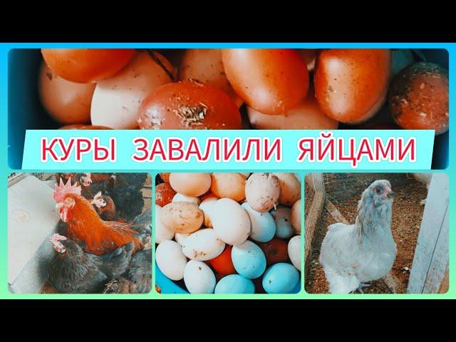 СТОЛЬКО ЯИЦ Я НЕ ОЖИДАЛА | ЗИМНИЙ КУРЯТНИК НА 7 ПОРОД КУР