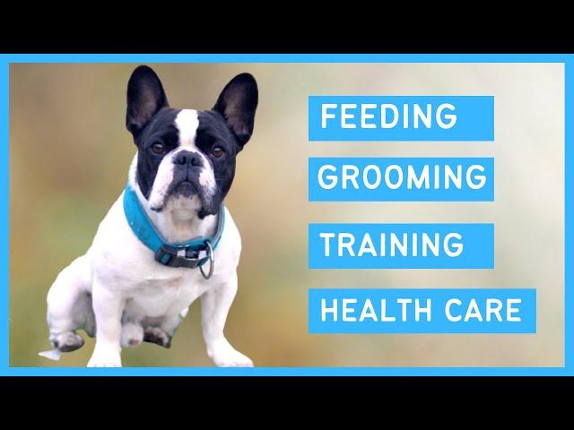 French bulldog 101 - Feeding, Grooming, Training, Exercise & Health care