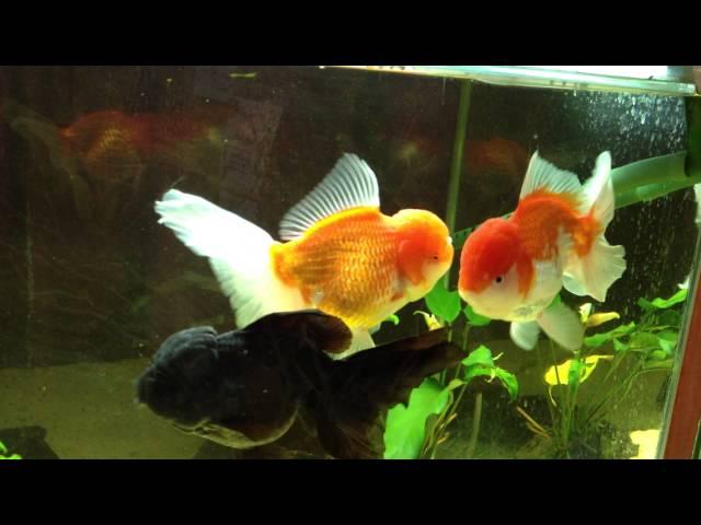 SOLD: XXL Thai Oranda and XL Thai Black Oranda (Goldfish)