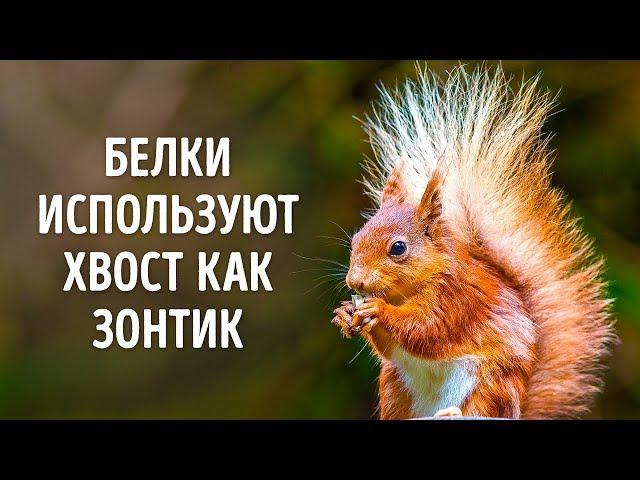 50 Фактов о Животных, Которые Растопят Любое Сердце