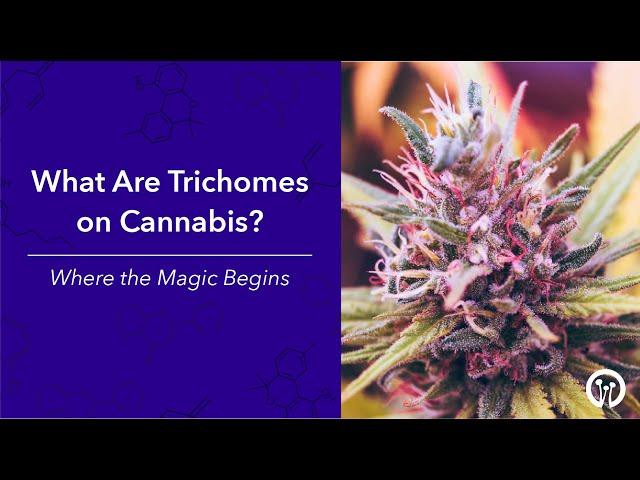 What are Trichomes on Cannabis? - Where the Magic Begins | What makes Marijuana Special