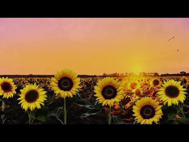 Ambient Sunflower Field: Relaxing Summer Breeze, Meditation, Stress Relief