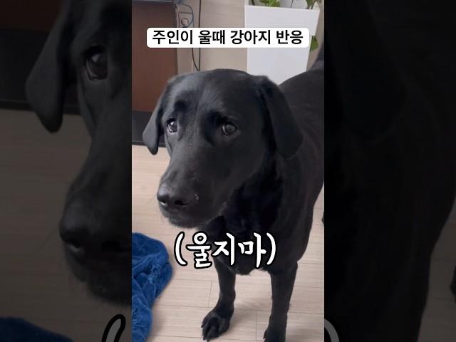 개 키운 보람이 있네 #shorts #강아지