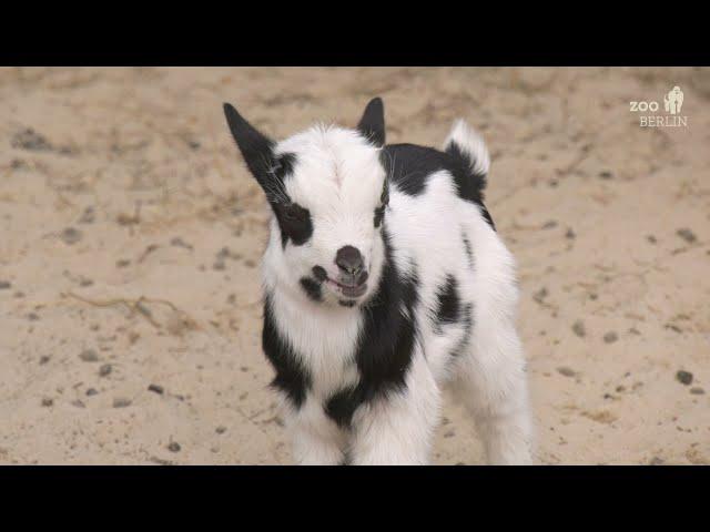 Süßer Nachwuchs im Streichelzoo - Fluffy babys at Zoo Berlin