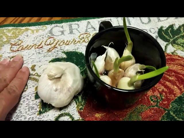 Growing Garlic from Store Bought Bulbs | Quick And Easy