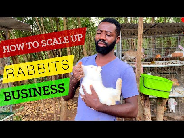 How Kiasa Farm in Ghana  Scaled Up Rabbits Farming in Africa | #rabbit