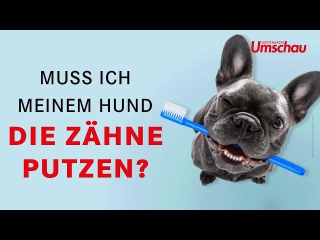 Zahnerkrankungen beim Hund | Tiergesundheit