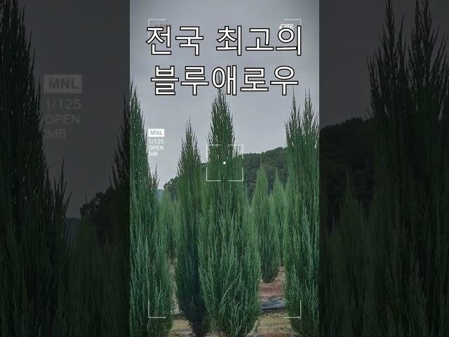 전국 최고의 블루애로우! 와우 너무 멋져요. 견적문의 주세요. #shorts