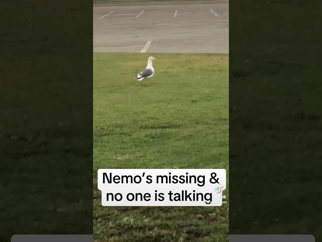 He knows something #crime #nemo #funny #lol #sir #silly #seagull
