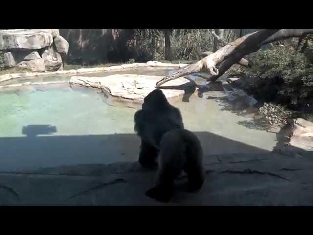 Silverback Gorillas Rush & Smack My Window at the Omaha Zoo