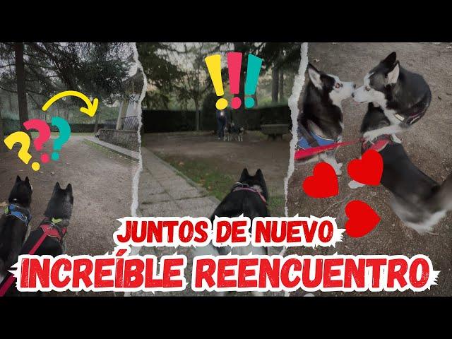 ¡JUNTOS DE NUEVO! INCREÍBLE REENCUENTRO de mis PERROS