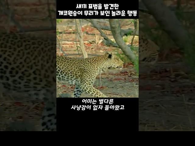 개코원숭이가 새끼 표범을 잡아먹으려고하자.. 어미의 반응은