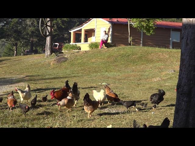 video para relajarse LOS CAMPOS más hermosos de Republica Dominicana