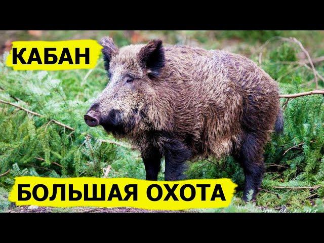 Большая охота на кабана. Охота. (Охотник и рыболов)