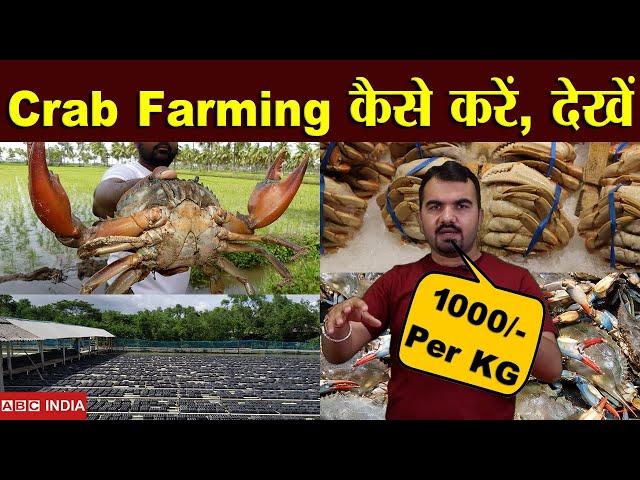 Crab Farming | 1000 Per\Kg | कैकड़ा खेती कैसे करें | Best Earning Business For Agriculture Sector |