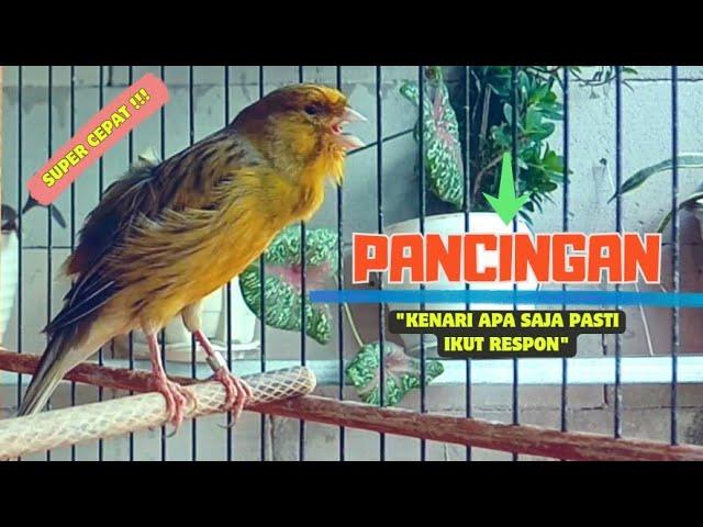 Pancingan Suara Burung KENARI GACOR Panjang || Masteran KENARI Paud || Part 134