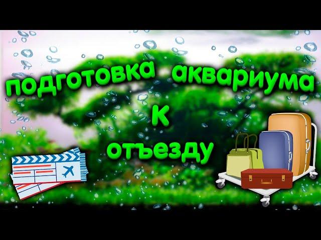 Как подготовить аквариум к отъезду или отпуску.