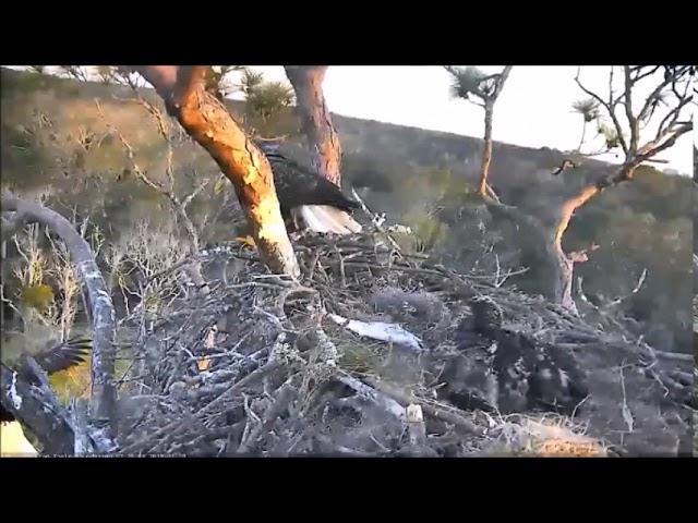 AEF NEFL Eagle Cam 1 19 2018 Romeo being followed bringing in a fish by Flyeagle78