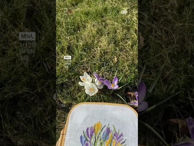 Любимое хобби#вышивка #вышивкакрестом #crossstitch #flowers #crocuses