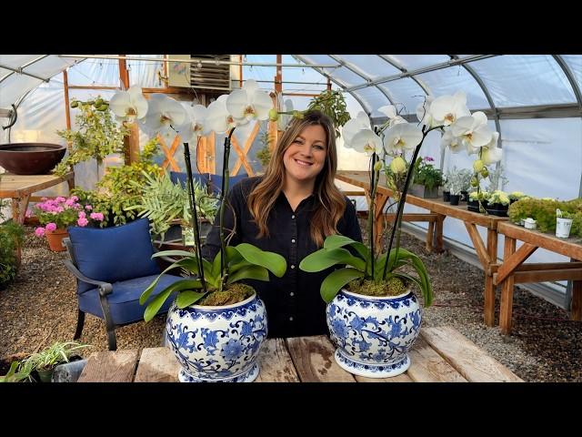 New Plants for a New Year: Fern Centerpiece & Gorgeous Orchids! 🪴 // Garden Answer