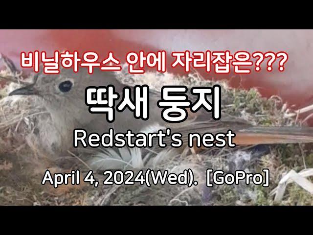 비닐하우스 안에??? '딱새'(redstart) 둥지! A bird(redstart)'s nest inside a greenhouse in Danyang(Seoul, Korea).