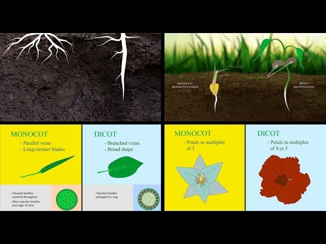 Monocots vs Dicots