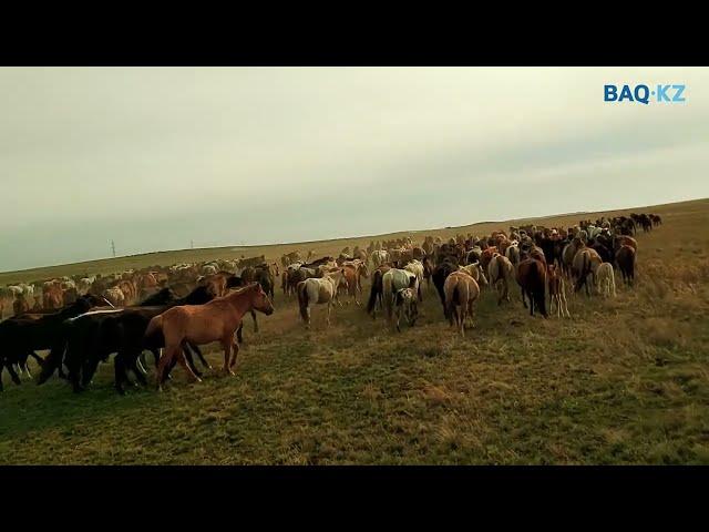 Үйір эвалюциясы. Айғырлар мен мама биелердің міндеті