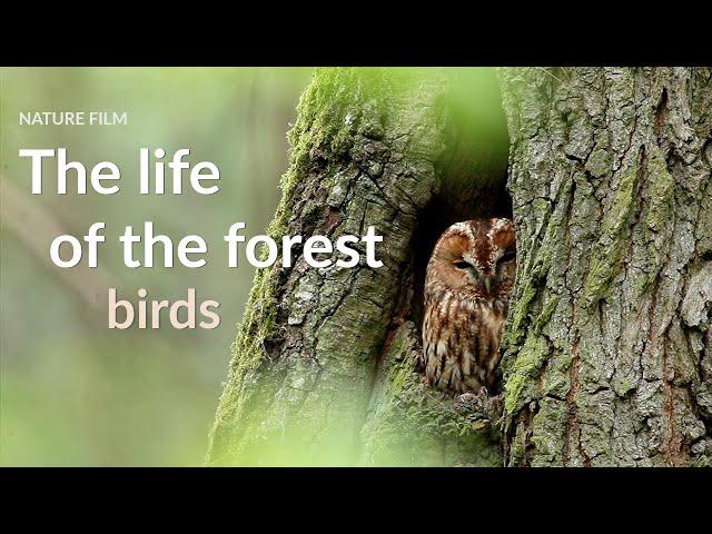 The life of the forest. Birds