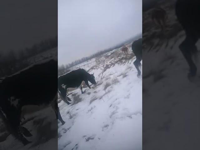 Подготовка Коровки к Зимним Олимпийским Играм В ПЕКИНЕ 2022  СНЕЖНАЯ ТРАССА ЭКСТРИМАЛЬНАЯ ЕЗДА