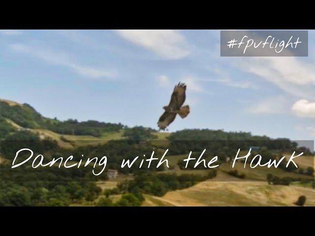 Amazing Dance with a Hawk - FPV Flight