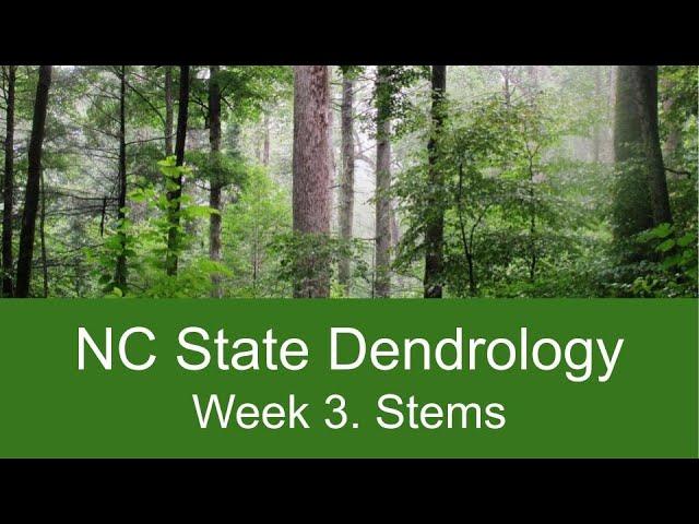 Week 3 - Stems 1 - Form, Anatomy, and Bark