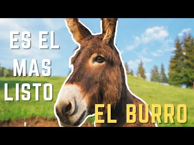 "El BURRO: un animal trabajador e inteligente" MINIDOCUMENTAL