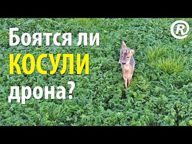 Боятся ли косули дрона? Съёмка европейских косуль (Capreolus capreolus) с квадрокоптера DJI Mini 2.