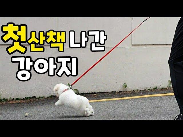 The first walk of a little puppy. This is what the dog trainer says.