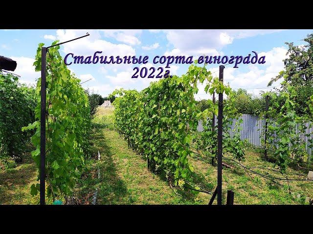 Самые стабильные сорта винограда 2022.