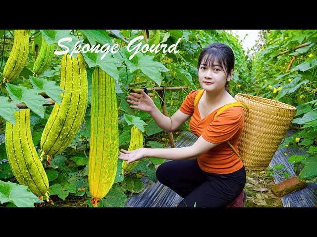 AMAZING HARVESTING Sponge Gourd & Eggplant Goes to market sell/Gardening