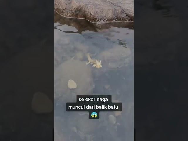 Seekor Naga Muncul dari Balik Batu