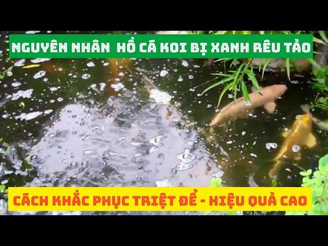 Nguyên Nhân Hồ Cá Koi Bị Xanh Rêu Tảo ? Cách Khắc Phục Triệt Để Hiệu Quả Cao #hocakoi #hokoibixanh